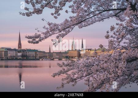 Germany, Hamburg, Cherry blossom branches against Binnenalster lake at dawn Stock Photo