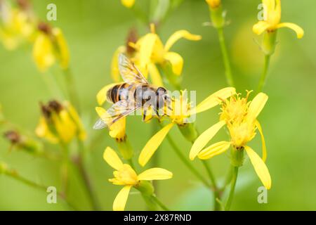 A detailed view of a bee perched on a vibrant yellow flower, showcasing the beauty of natures pollinators and the intricate relationship between plant Stock Photo