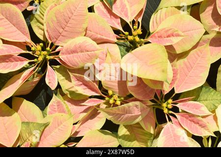 pink, white, red gorgeous poinsettia christmas plant leaves , plants in the garden Stock Photo