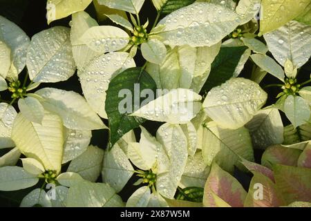 pink, white, red gorgeous poinsettia christmas plant leaves , plants in the garden Stock Photo