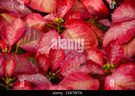 pink, white, red gorgeous poinsettia christmas plant leaves , plants in the garden Stock Photo