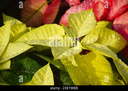 pink, white, red gorgeous poinsettia christmas plant leaves , plants in the garden Stock Photo