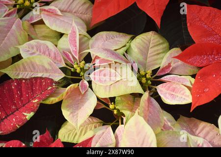 pink, white, red gorgeous poinsettia christmas plant leaves , plants in the garden Stock Photo