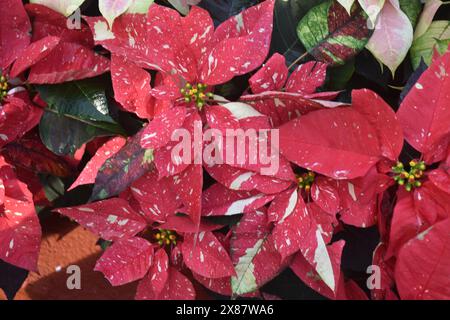 pink, white, red gorgeous poinsettia christmas plant leaves , plants in the garden Stock Photo