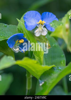 Commelina erecta, or Slender Dayflower, is somewhat aggressive, but a beautiful addition to the pollinator garden. Stock Photo