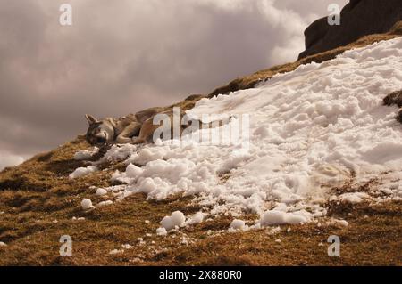 Tamaskan Wolf Dog Sledging in Snow on Goat Fell, The Isle of Arran, Scotland, UK Stock Photo