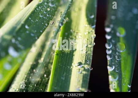 Water droplets on green grass, close up. Nature background Stock Photo