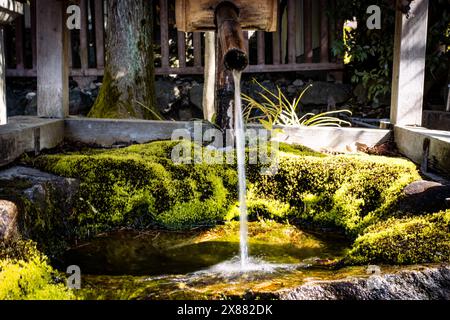 A serene image of a bamboo water spout pouring water into a moss-covered stone basin in a Japanese garden. The scene is tranquil and surrounded by gre Stock Photo