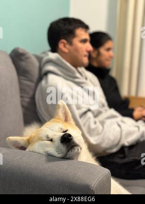 Akita inu dog sleeping peacefully while two person are playing with a playstation Stock Photo