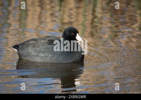 American Coot (Fulica americana), swimming in a wetland pond at Sacramento National Wildlife Refuge, California. Stock Photo