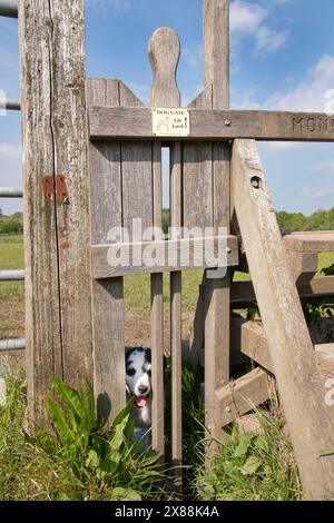 Cockerpoo coming through doggie gate stile, west sussex, england Stock Photo