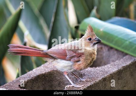 Recently hatched female northern cardinal getting acclimated to the neighborhood. Stock Photo