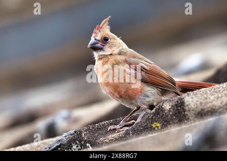 Recently hatched female northern cardinal getting acclimated to the neighborhood. Stock Photo