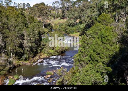 Dangar Falls Dorrigo, Bielsdown river in Dorrigo flowing into the Dangar Falls waterfall, New South Wales,Australia,May 2024 Stock Photo