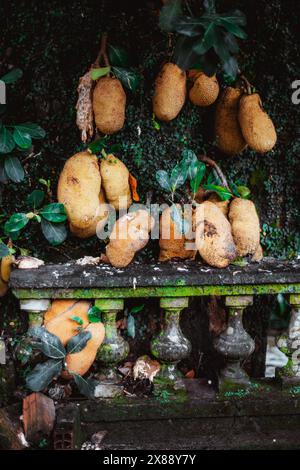 Clusters of jackfruits entwined with a mossy, aged concrete fence in a tropical setting, showcasing the fusion of nature and man-made structures. The Stock Photo