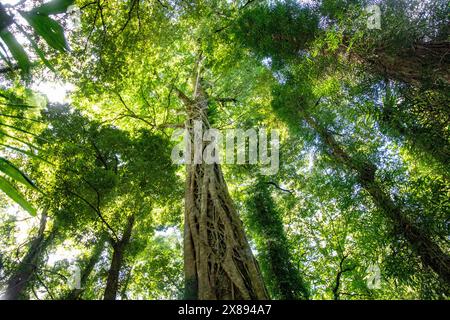 Gondwana rainforest in Dorrigo national park, with ancient tall trees and tree canopy views, New South Wales,Australia Stock Photo