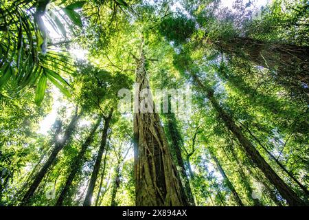 Gondwana rainforest in Dorrigo national park, with ancient tall trees and tree canopy views, New South Wales,Australia Stock Photo