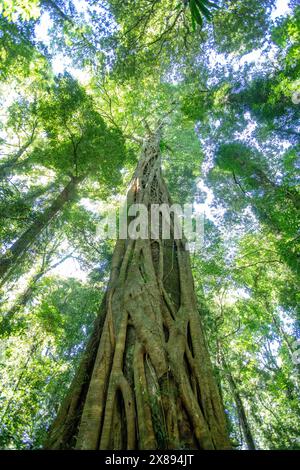 Gondwana rainforest in Dorrigo national park, with ancient tall trees and tree canopy views, New South Wales,Australia Stock Photo