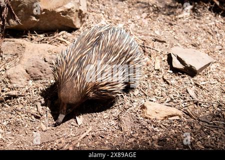 the short nosed has strong-clawed feet and spines on the upper part of a brownish body. Stock Photo