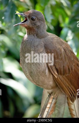 the lyre bird male has an ornate tail, with special curved feathers that, in display, assume the shape of a lyre. Stock Photo