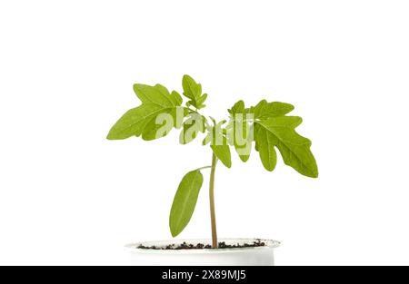 Young seedlings of tomato in pot isolated on a white background. Green seedling of fresh tomatoes plant Stock Photo