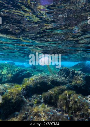 Jellyfish Pelagia noctiluca, also known as mauve stinger or purple-striped jelly, in shallow water on rocks on the Balearic Islands. Marine life of th Stock Photo