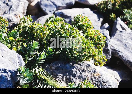 A rock covered with green plants. The plants are small and are growing on the rocks Stock Photo