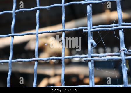 Macro photo of a metal mesh cage. Blue light. There is a fine web on the net. Blurred background. Indistinct light and dark spots on the background. Stock Photo