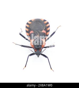 Eastern Bloodsucking Conenose Kissing bed Bug - Triatoma sanguisuga - an insect transmits Chagas disease - Trypanosoma cruzi - which bite humans in th Stock Photo