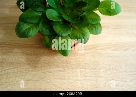 Violet leaves with vibrant green colors growing in pots indoors, on wooden oak table Stock Photo