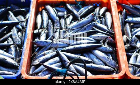 pile of fresh sardines in a fisherman's basket in the morning at the port Stock Photo