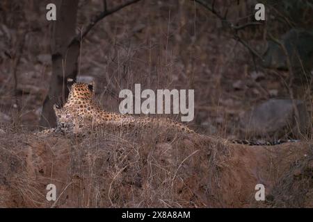 Indian leopard (Panthera pardus fusca) mother and cubs in jhalana leopard reserve, Stock Photo