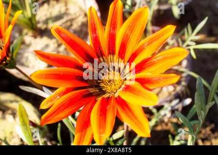 gazania flower blooming flower close-up colourful and perennial in south Africa beautiful flower fresh botanic garden daisy like flower floral beauty. Stock Photo