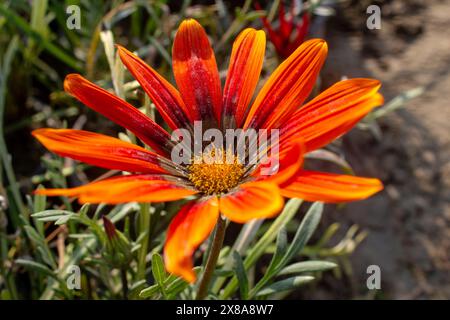 Gazania reigns, sometimes called treasure flower, is a species of flowering plant in the family Asteraceae, native to coastal areas of southern Africa Stock Photo