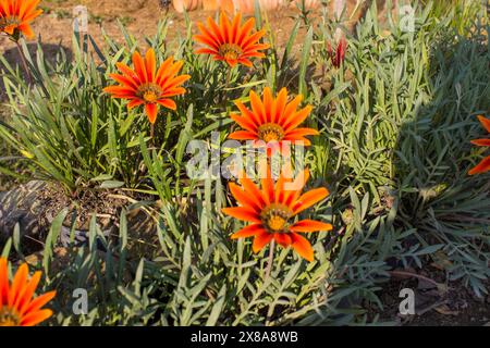 Gazania reigns, sometimes called treasure flower, is a species of flowering plant in the family Asteraceae, native to coastal areas of southern Africa Stock Photo