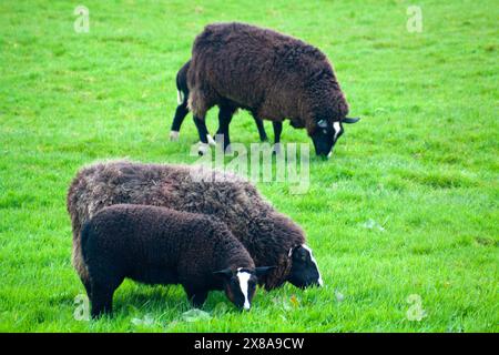 Zwartbles Black Sheep (ovis aries) grazing in a Grass Field Port Isaac Cornwall England uk. Stock Photo