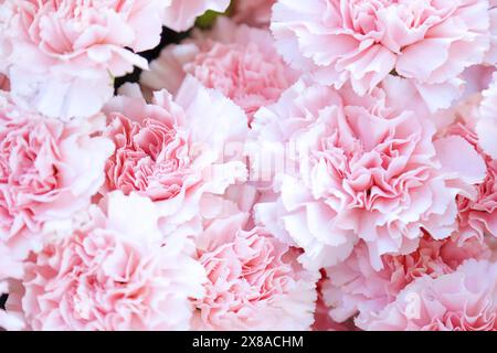 Close up view of lovely rose carnations blooming in a flower field Stock Photo