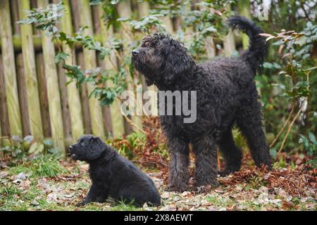 Close-up of a labradoodle mother with puppy on a meadow in winter, Germany, Europe Stock Photo