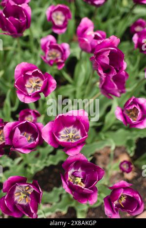 Top view of blooming Magenta tulips on a green background Stock Photo