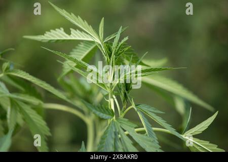 Cannabis plant growing in july with nice healthy green leaves Stock Photo