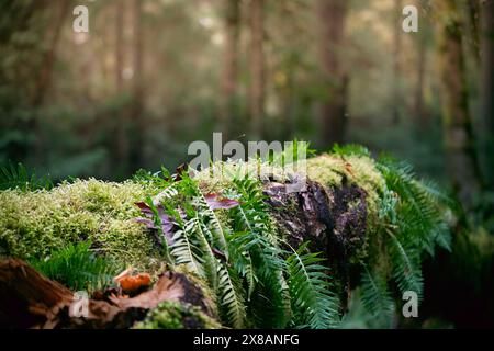 Mossy Plant Covered Log in Forest Stock Photo
