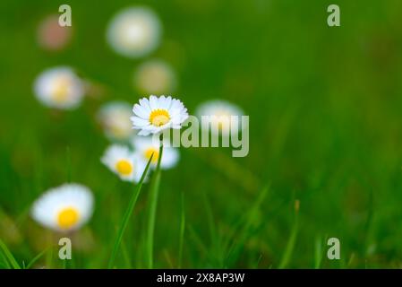 A close-up of a single daisy with white petals and a yellow center, standing tall in a green grassy field with a blurred background, capturing the ess Stock Photo