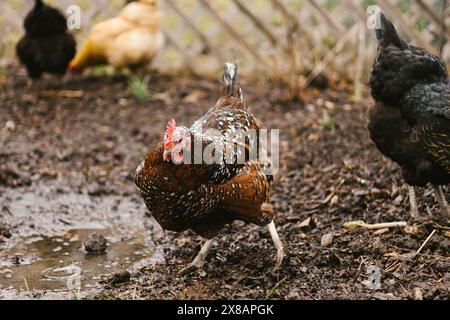 Pet brown chicken in yard with puddle Stock Photo