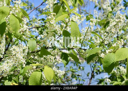 European bird cherry in bloom by Töölönlahti bay in Helsinki, Finland Stock Photo