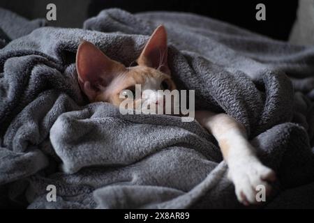 Young Devon Rex resting covered in gray blanket Stock Photo