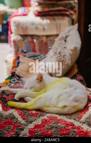 A white cat streaked with saffron naps on a rug in Morocco. Stock Photo