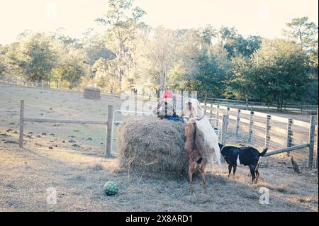 Child in red hat sitting on hay bale, playing with three goats i Stock Photo