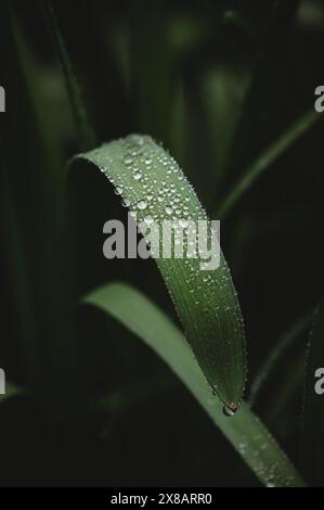 Close up of water droplets beaded on narrow green leaf. Stock Photo