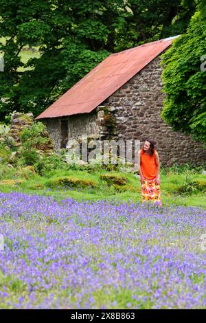 Emsworthy Mire, Dartmoor, Devon, UK. 24th May, 2024. UK Weather: Raich Keene in beautiful colourful bluebells at Emsworthy Mire, Dartmoor, Devon. Credit: nidpor/Alamy Live News Stock Photo