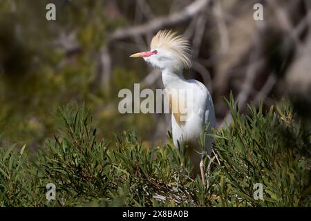 Western Cattle Egret (Bubulcus ibis) in breeding plumage with raised head feathers on a tree Stock Photo